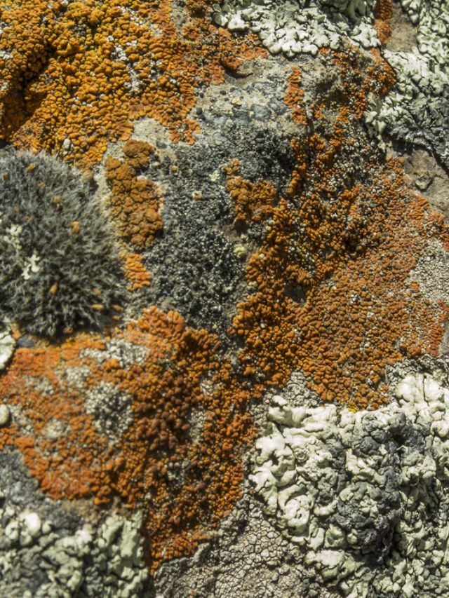 Treatment for Prurigo Nodularis &  Foods to Avoid!